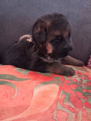 Les chiots de Berger Allemand