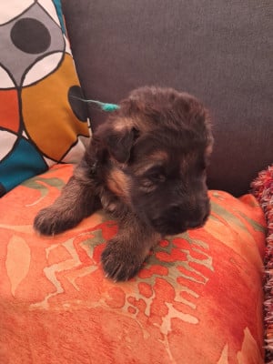 Les chiots de Berger Allemand
