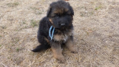 Les chiots de Berger Allemand