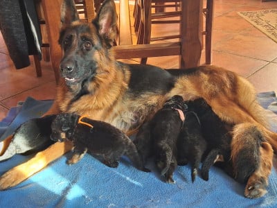 Les chiots de Berger Allemand