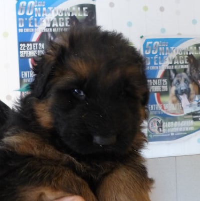 Les chiots de Berger Allemand