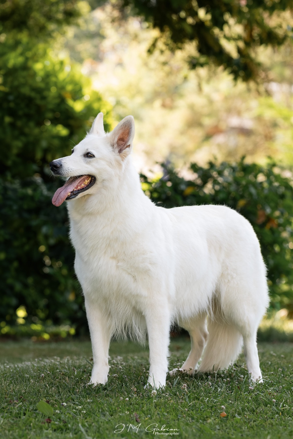 CH. Precious kwanita silver line de l'aige de la tournelle - 1e excellent Meilleur Champion