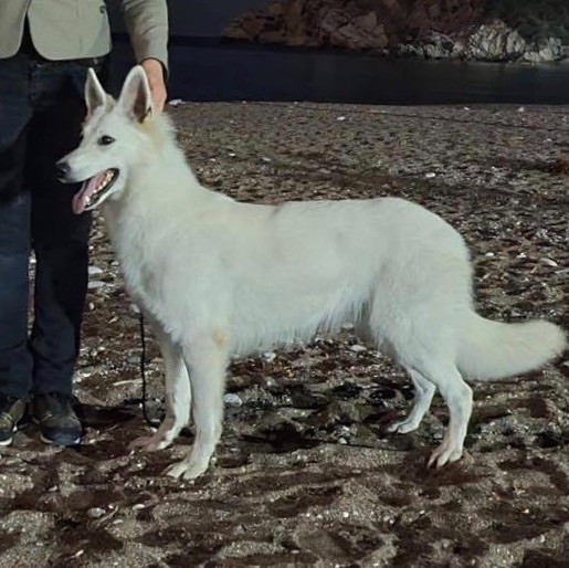 CH. Precious kwanita silver line de l'aige de la tournelle - 1ere Exc., CAC