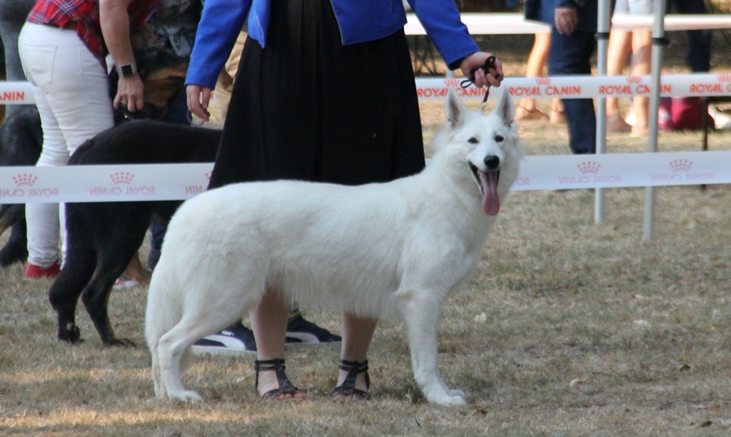 CH. Precious kwanita silver line de l'aige de la tournelle - 4èm Excellent