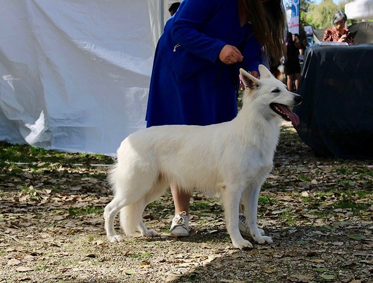 CH. Precious kwanita silver line de l'aige de la tournelle - 1e Excellent, RCACS