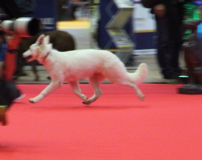 CH. Precious kwanita silver line de l'aige de la tournelle - 1ère, tres prometteur, meilleur baby