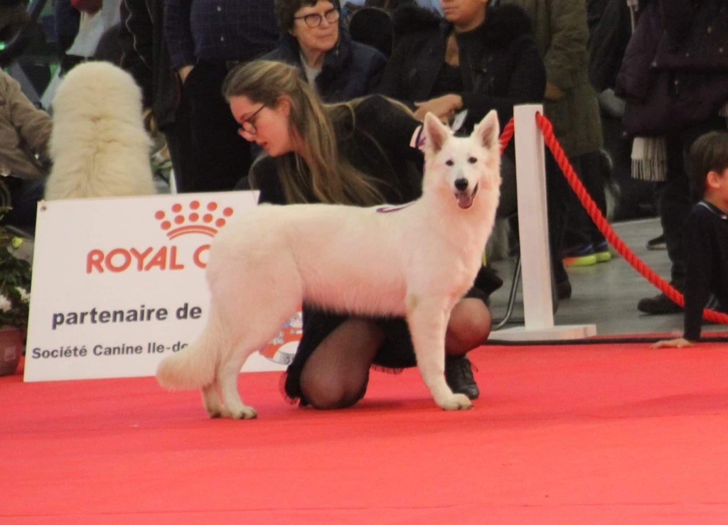 CH. Precious kwanita silver line de l'aige de la tournelle - 1 ère très prometteur en classe puppy, meilleure puppy