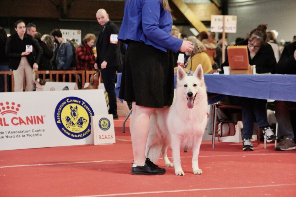 CH. Precious kwanita silver line de l'aige de la tournelle - 2e Excellent RCACS