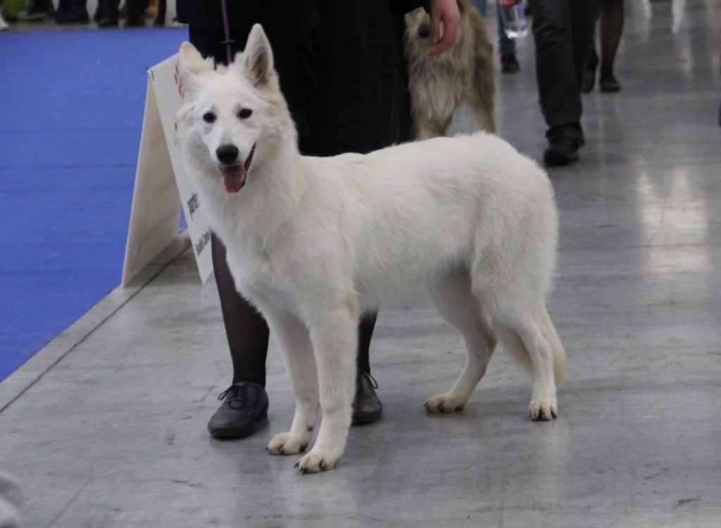 CH. Precious kwanita silver line de l'aige de la tournelle - 1ère tres prometteur en classe puppy