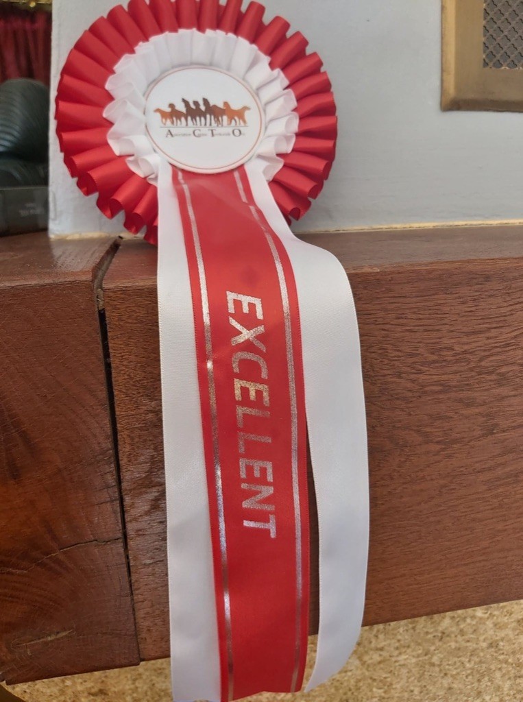 Maï jo De La Vallée Du Rêve Blanc - 2ème excellent