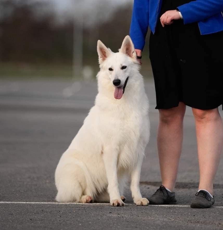 CH. Precious kwanita silver line de l'aige de la tournelle - 2e Excellent