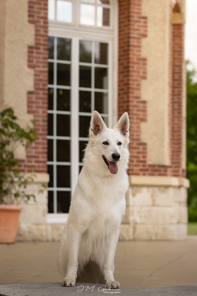 CH. Precious kwanita silver line de l'aige de la tournelle - 1e excellent, meilleur champion, meilleur de sexe oppose