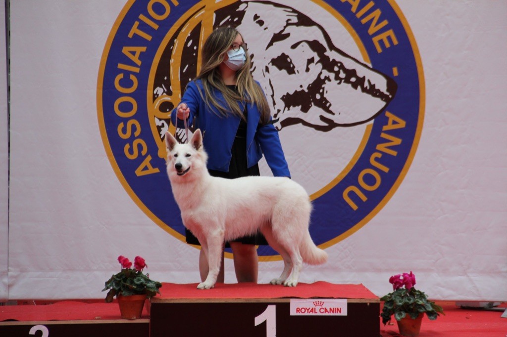 CH. Precious kwanita silver line de l'aige de la tournelle - 1ère exc, Meilleur jeune