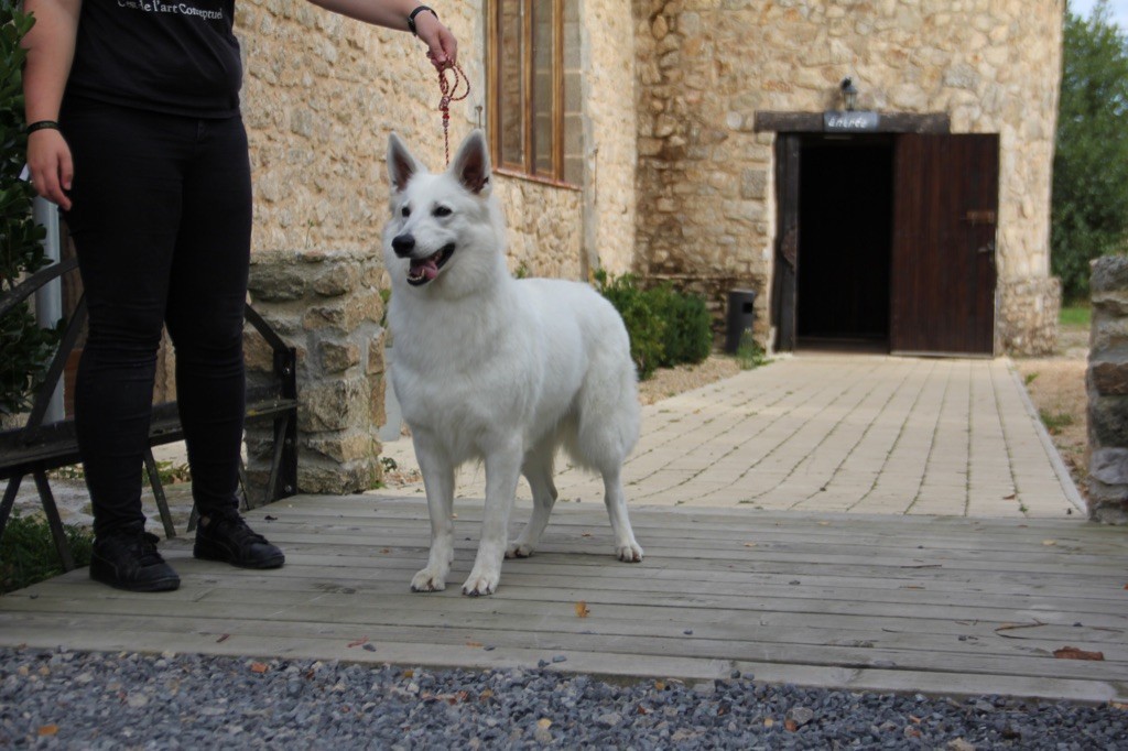 CH. Precious kwanita silver line de l'aige de la tournelle - 2e Excellent