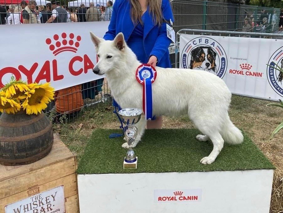 CH. Precious kwanita silver line de l'aige de la tournelle - 1e Excellent, RCACS