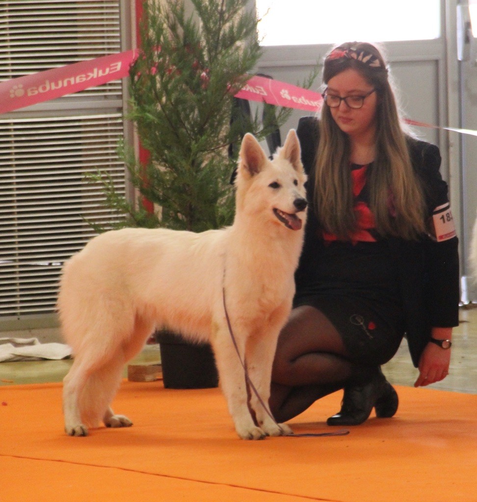 CH. Precious kwanita silver line de l'aige de la tournelle - Très prometteur en classe Puppy