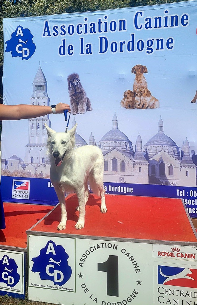 CH. Precious kwanita silver line de l'aige de la tournelle - 1er excellen CACS Meilleur de Race BOB