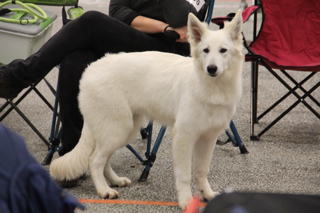 CH. Precious kwanita silver line de l'aige de la tournelle - 1ère, tres prometteur, meilleur baby