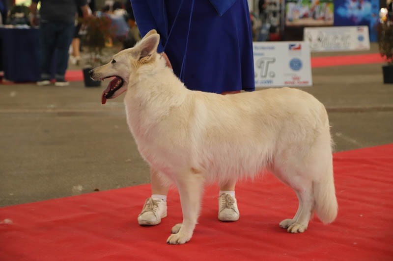 CH. Precious kwanita silver line de l'aige de la tournelle - 1e excellent en classe champion