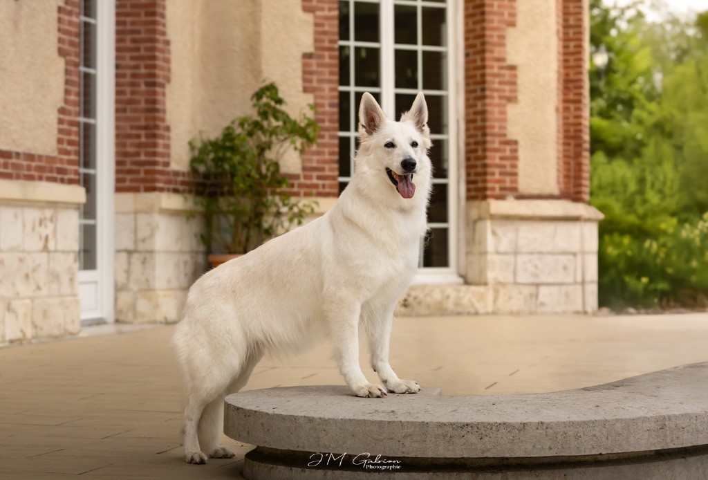 CH. Precious kwanita silver line de l'aige de la tournelle - 1e excellent, meilleur champion, meilleur de race