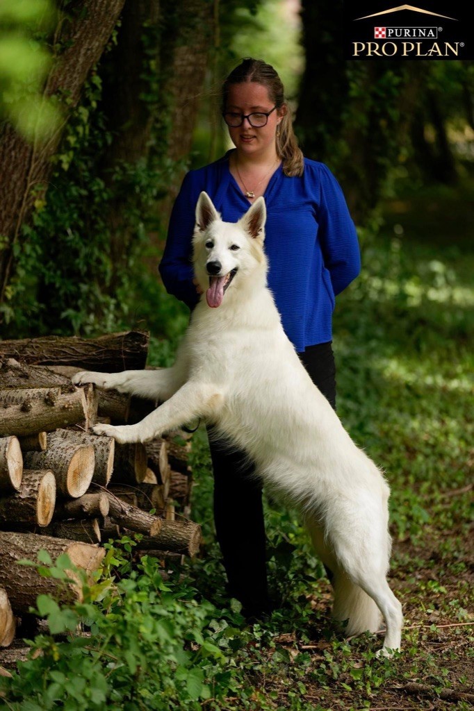 CH. Precious kwanita silver line de l'aige de la tournelle - 1 exc, meilleur champion