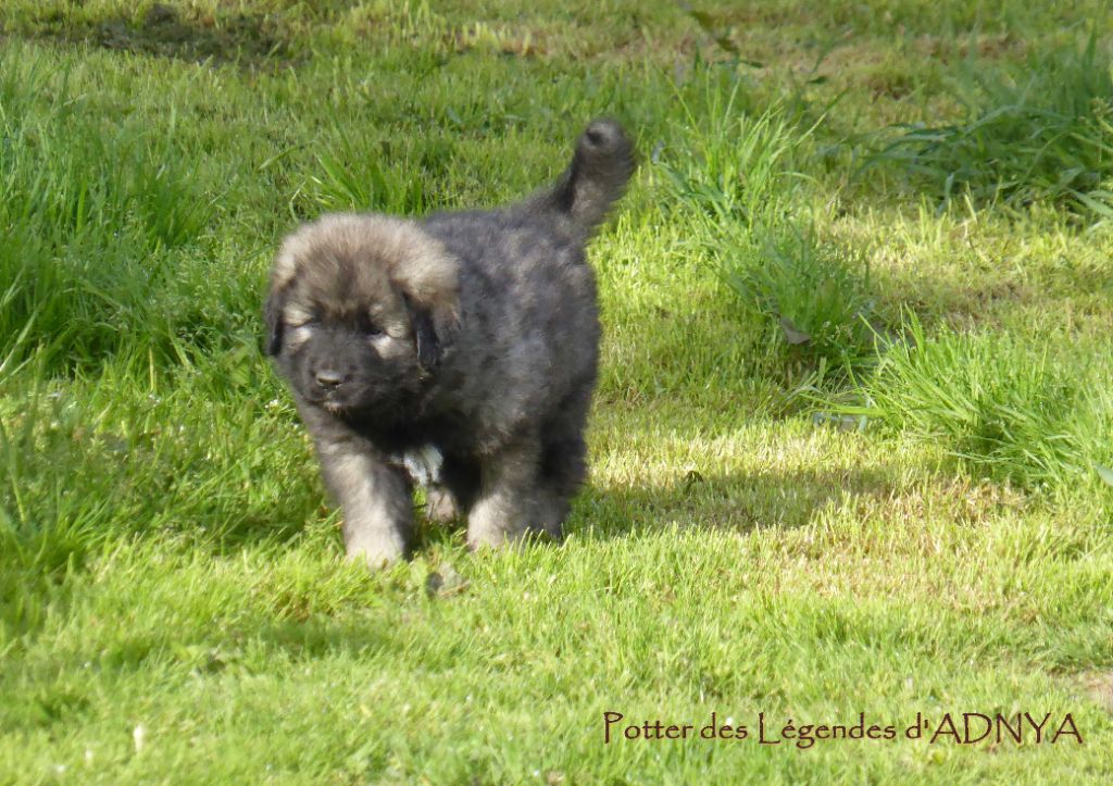 Chiot Elevage Des Légendes Dadnya Eleveur De Chiens
