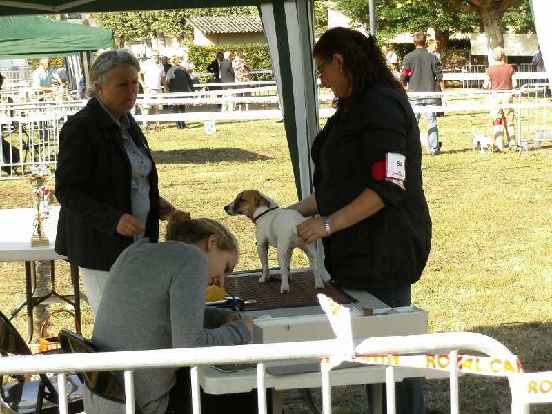 Heidi (Sans Affixe) - 2 ieme ASSEZ PROMETTEUR classe NOVICE FEMELLE