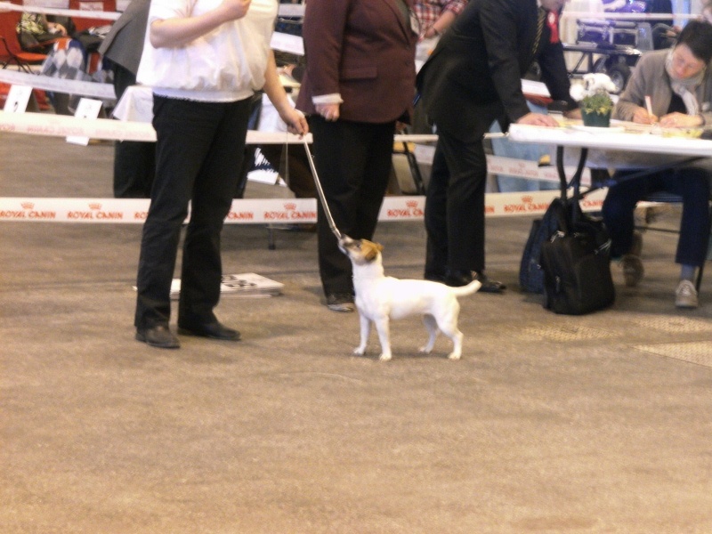 Heidi (Sans Affixe) - 2 ieme EXCELLENT classe ouverte femelles