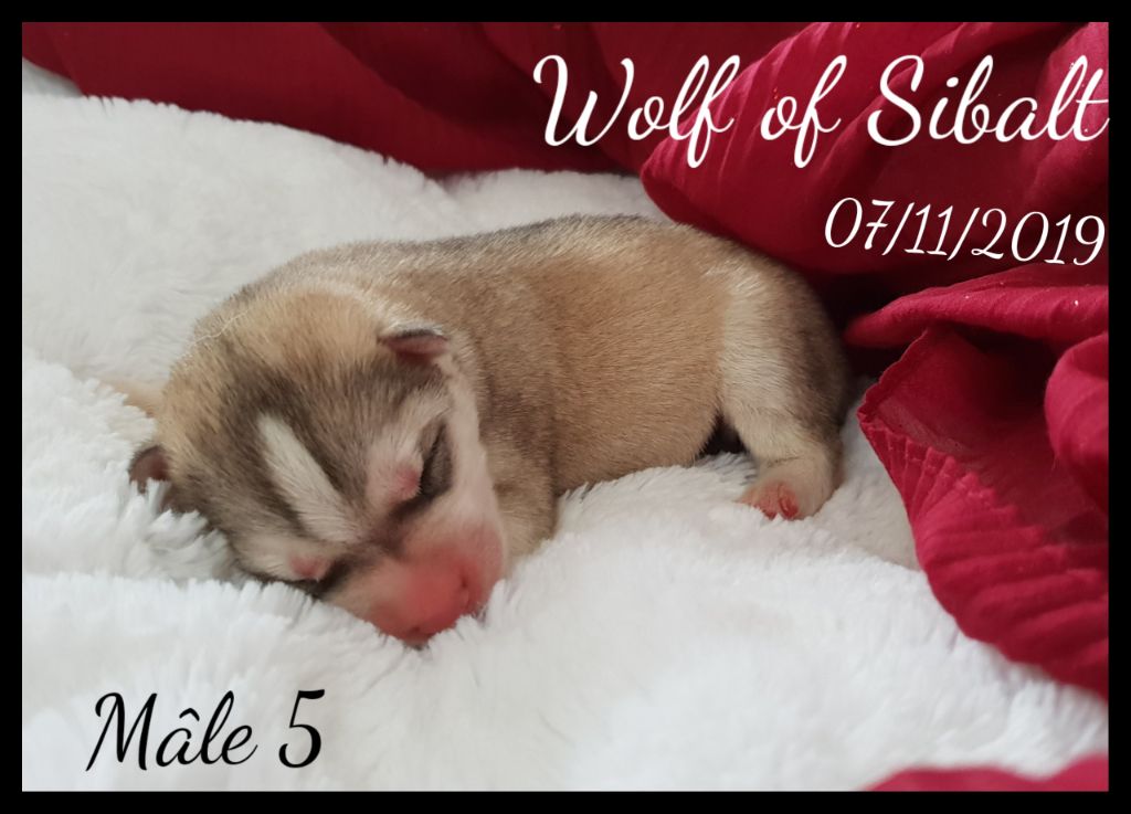 CHIOT - Siberian Husky