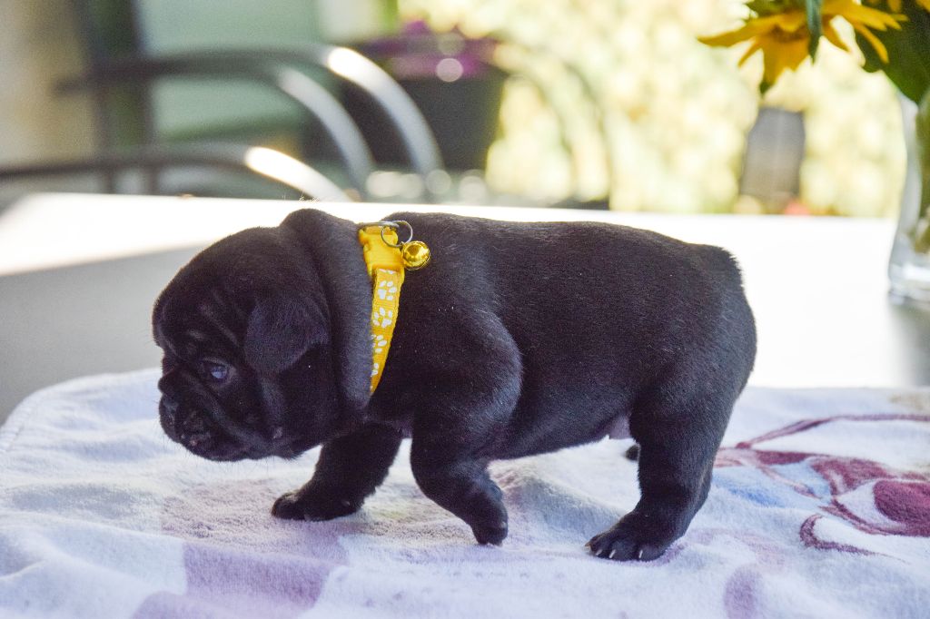 Atika Collier Orange