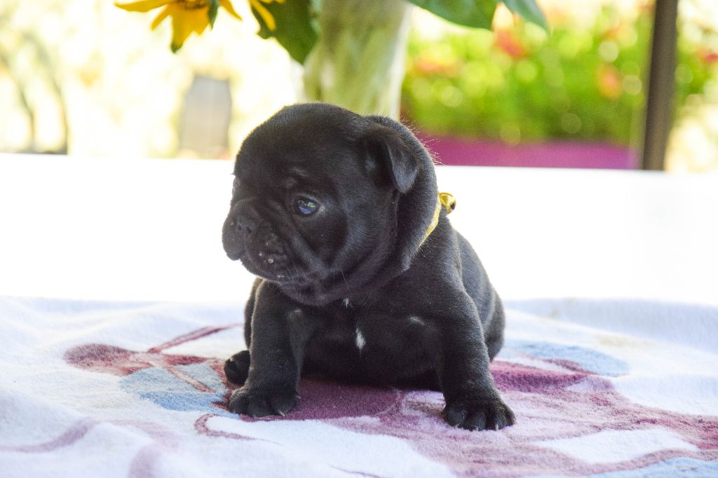 Atika Collier Orange