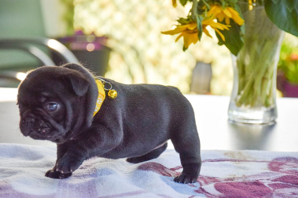 Atika Collier Orange