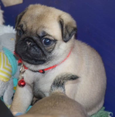 Les chiots de Carlin