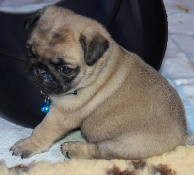 Les chiots de Carlin