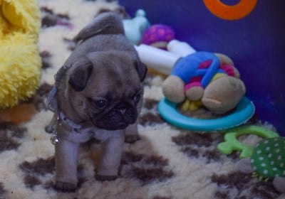 Les chiots de Carlin