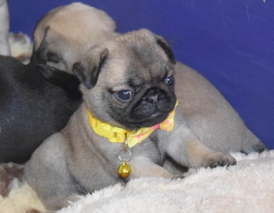 Les chiots de Carlin