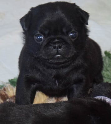 Les chiots de Carlin