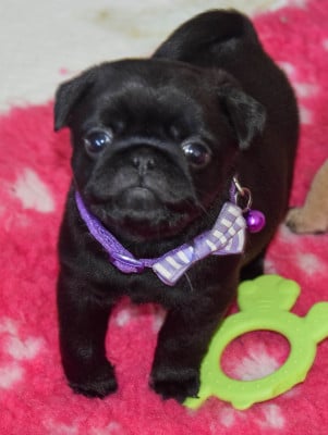 Les chiots de Carlin