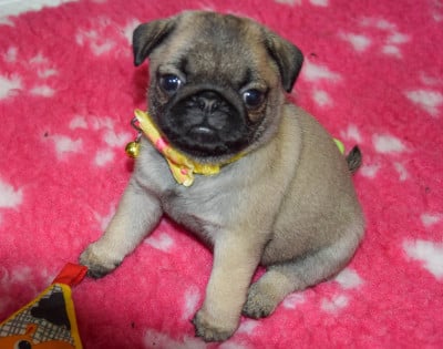 Les chiots de Carlin