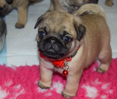 Les chiots de Carlin