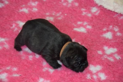 Les chiots de Bouledogue français