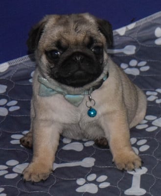 Les chiots de Carlin