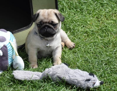 Les chiots de Carlin