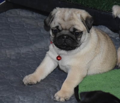 Les chiots de Carlin