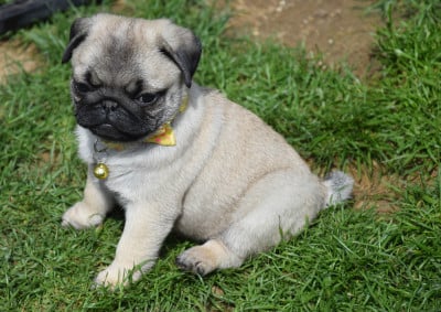 Les chiots de Carlin