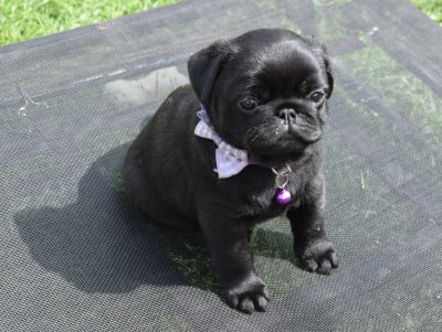 Les chiots de Carlin