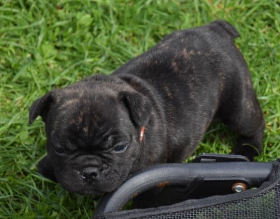 Les chiots de Bouledogue français