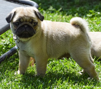 Les chiots de Carlin