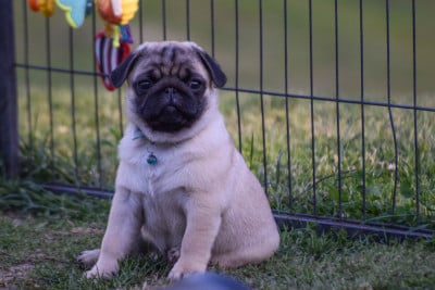 Les chiots de Carlin