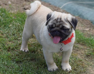 Les chiots de Carlin
